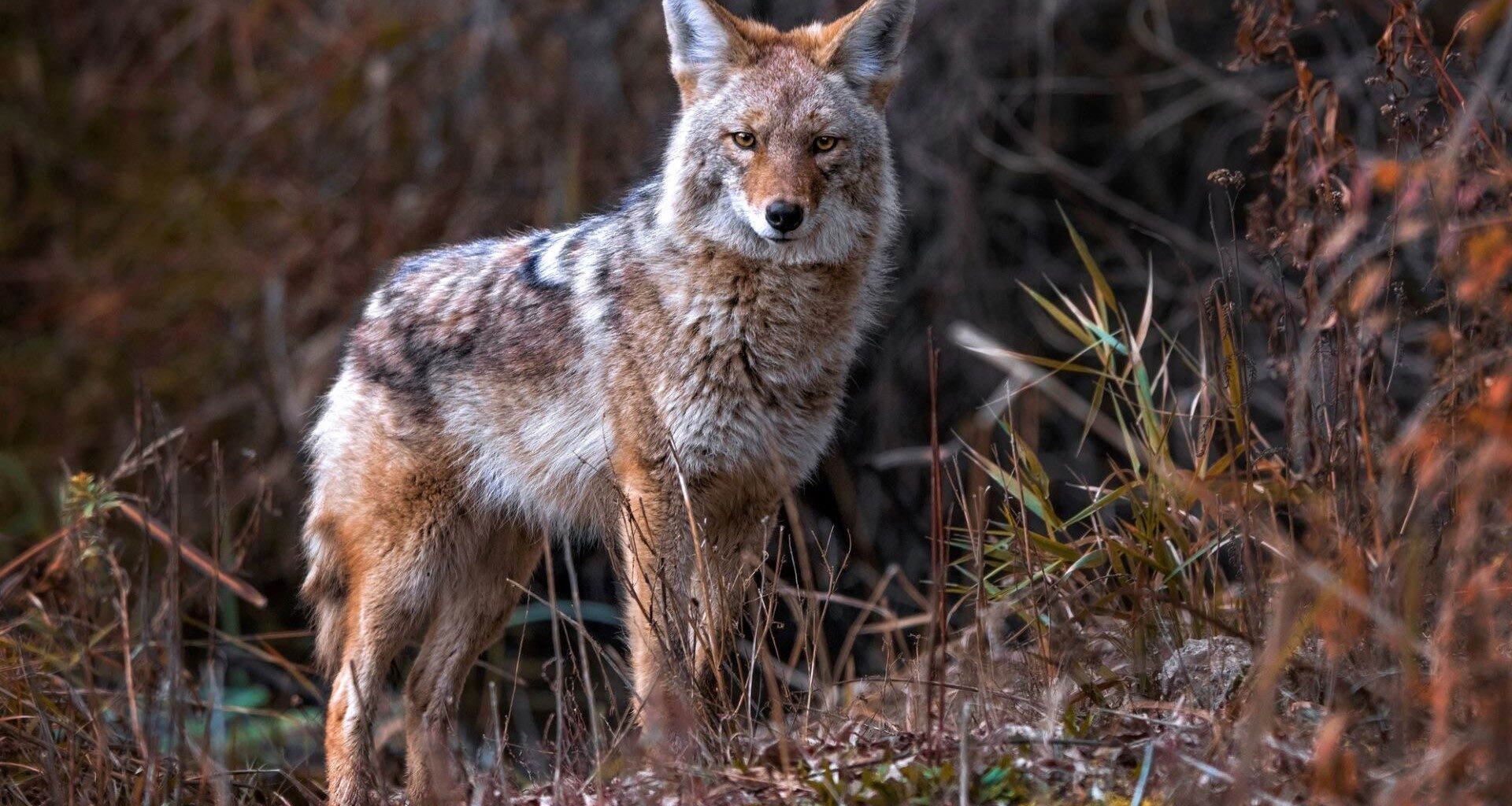 "Observe coyotes from a distance."