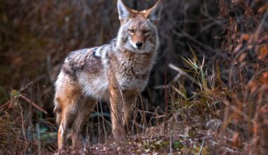 "Observe coyotes from a distance."