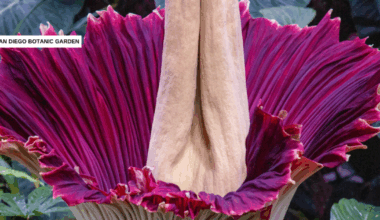 Corpse flower named Ozzy blooming at San Diego Botanic Garden in Encinitas