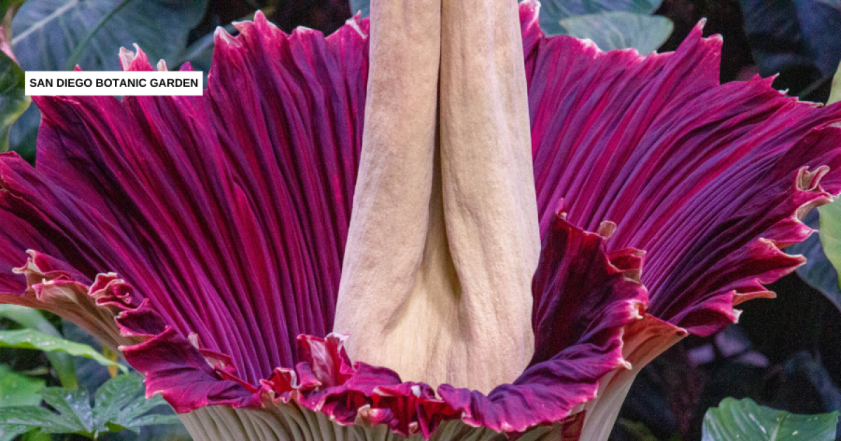 Corpse flower named Ozzy blooming at San Diego Botanic Garden in Encinitas
