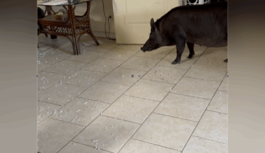 Wild boar crashes through sliding glass door