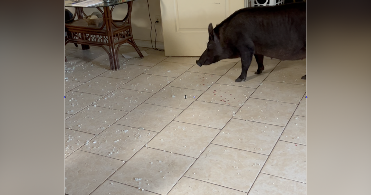 Wild boar crashes through sliding glass door