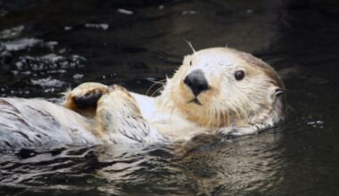 Sea otters are growing in numbers and facing more human disturbance