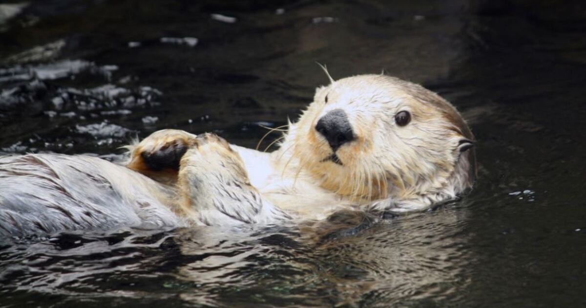 Sea otters are growing in numbers and facing more human disturbance