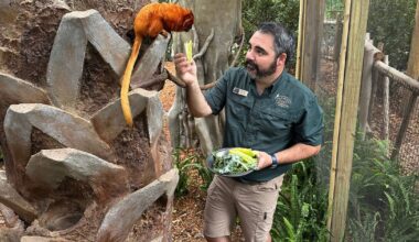 Golden lion tamarins and sloths become unlikely roommates at Palm Beach Zoo