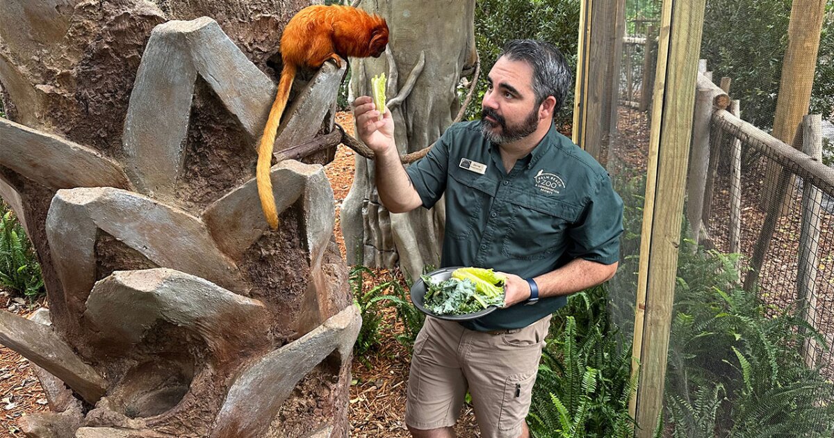 Golden lion tamarins and sloths become unlikely roommates at Palm Beach Zoo
