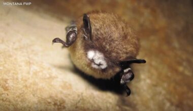 White-nose Syndrome found in bats at Libby Dam