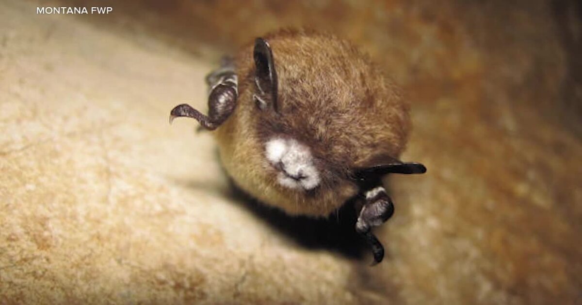White-nose Syndrome found in bats at Libby Dam