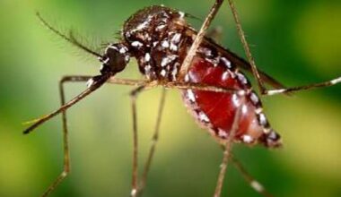 Mosquitoes found in City Heights, Skyline, test positive for West Nile