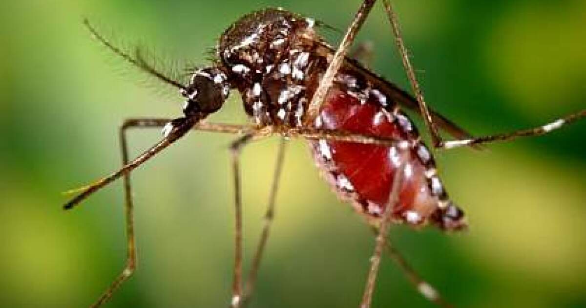 Mosquitoes found in City Heights, Skyline, test positive for West Nile