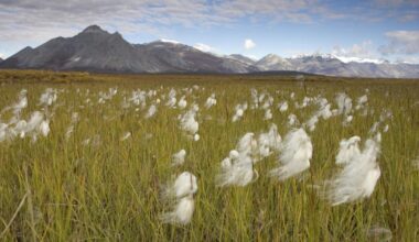 Alaska loses lawsuit that challenged the western boundary of the Arctic National Wildlife Refuge