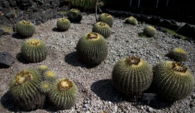 Mexico's cherished biznaga cactus is on verge of extinction : NPR