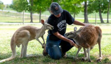 From corn mazes to kangaroos, New York farms shift to selling memories