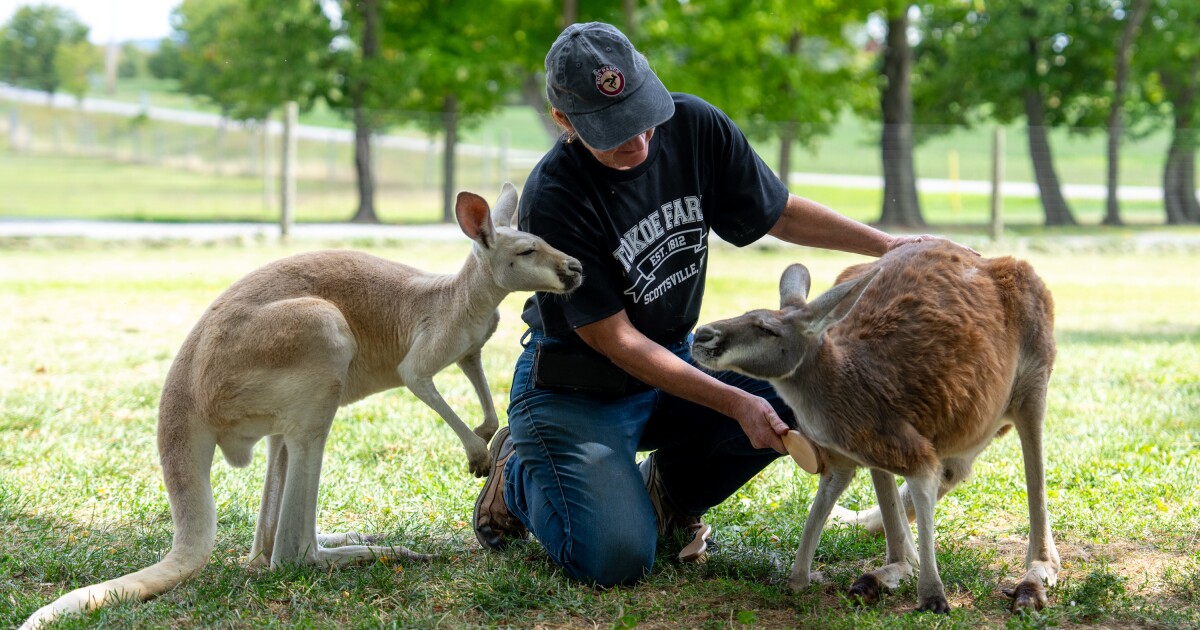 From corn mazes to kangaroos, New York farms shift to selling memories