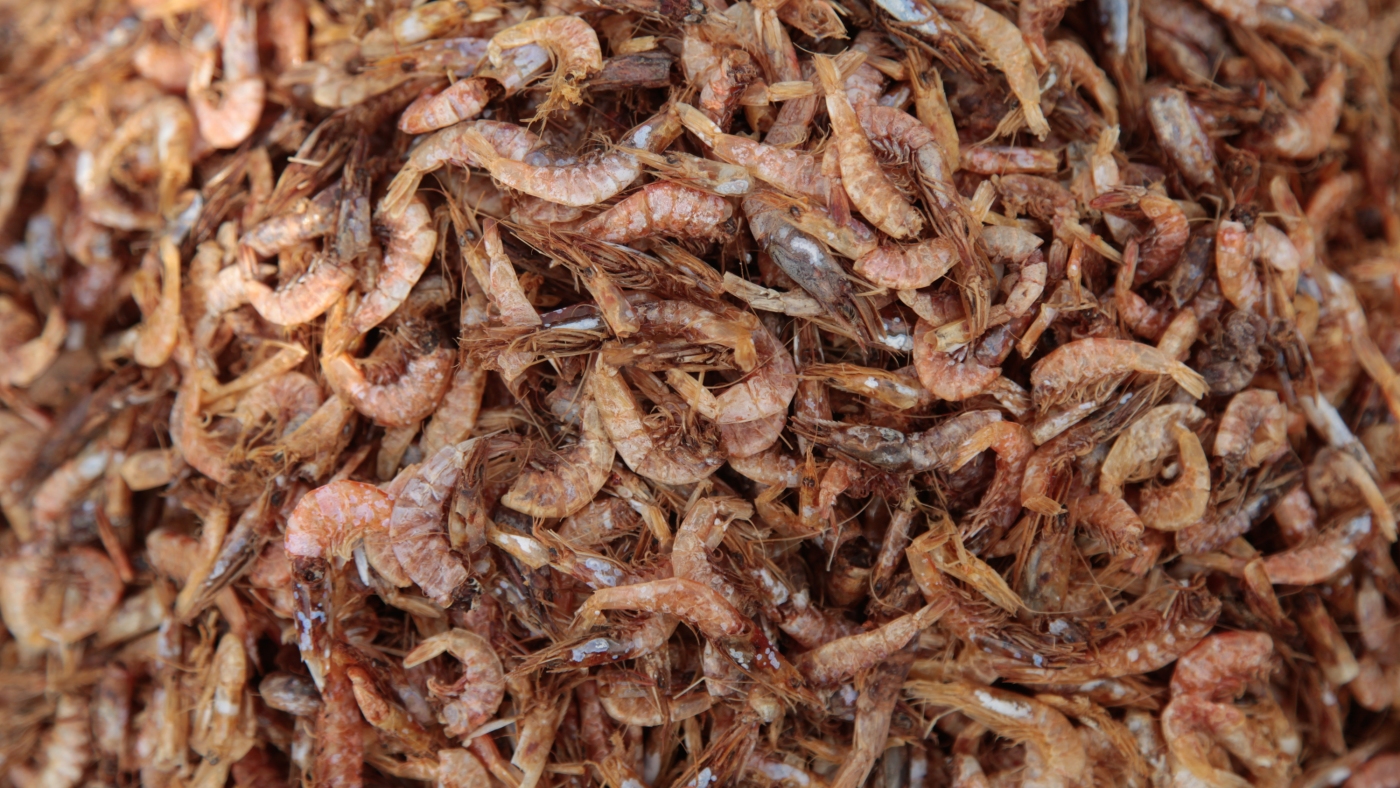 Trump tariffs skewer India's shrimp exports : NPR