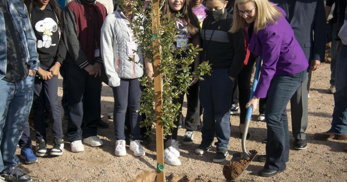 Phoenix planted thousands of trees in the last year as part of plan to increase shade