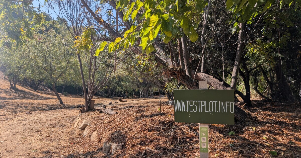 Repairing depleted park lands in LA, one ‘test plot' at a time