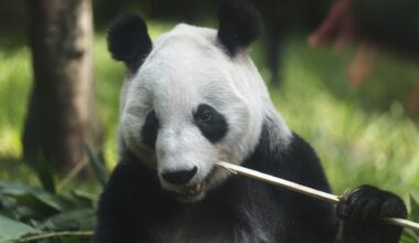 Meet Xin Xin: The last giant panda in Latin America