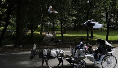 New York City mayor backs proposed ban on Central Park's horse-drawn carriages