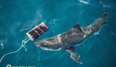 Can bite-resistant wetsuits reduce shark attacks? Scientists investigate