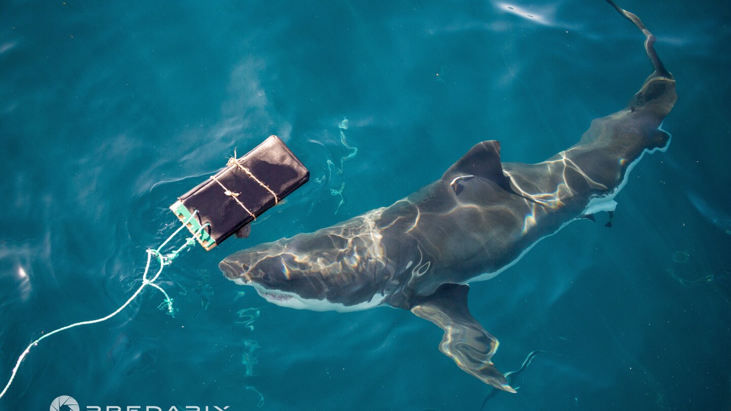 Can bite-resistant wetsuits reduce shark attacks? Scientists investigate