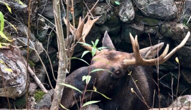 Moose falls into well, rescued hours later by Maine game wardens
