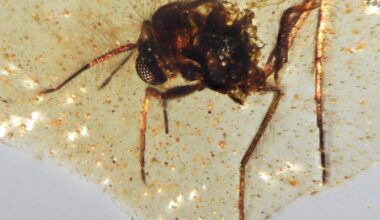 Prehistoric amber sheds light on ancient Amazon rainforest