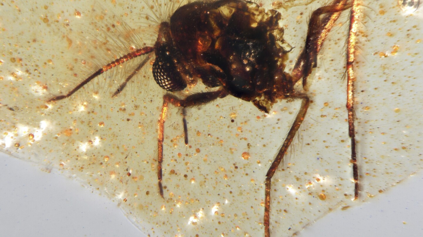 Prehistoric amber sheds light on ancient Amazon rainforest