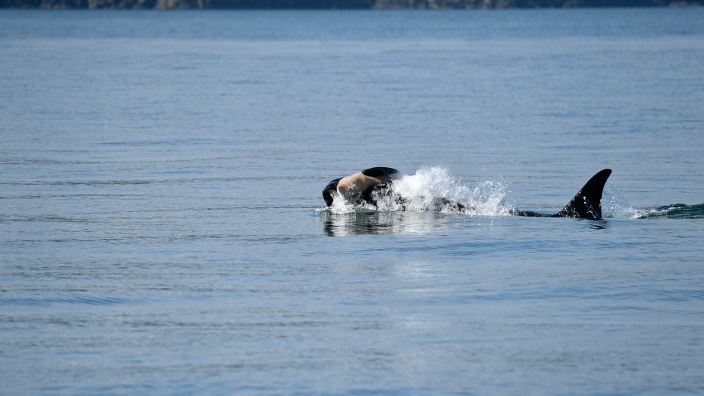 Once again, an endangered orca in Washington state is seen carrying a dead calf
