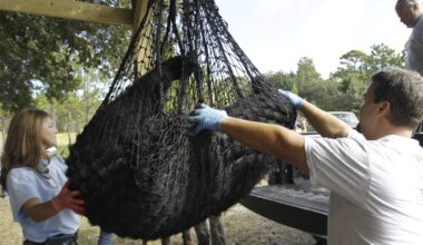 Conservationists file lawsuit to stop Florida black bear hunt