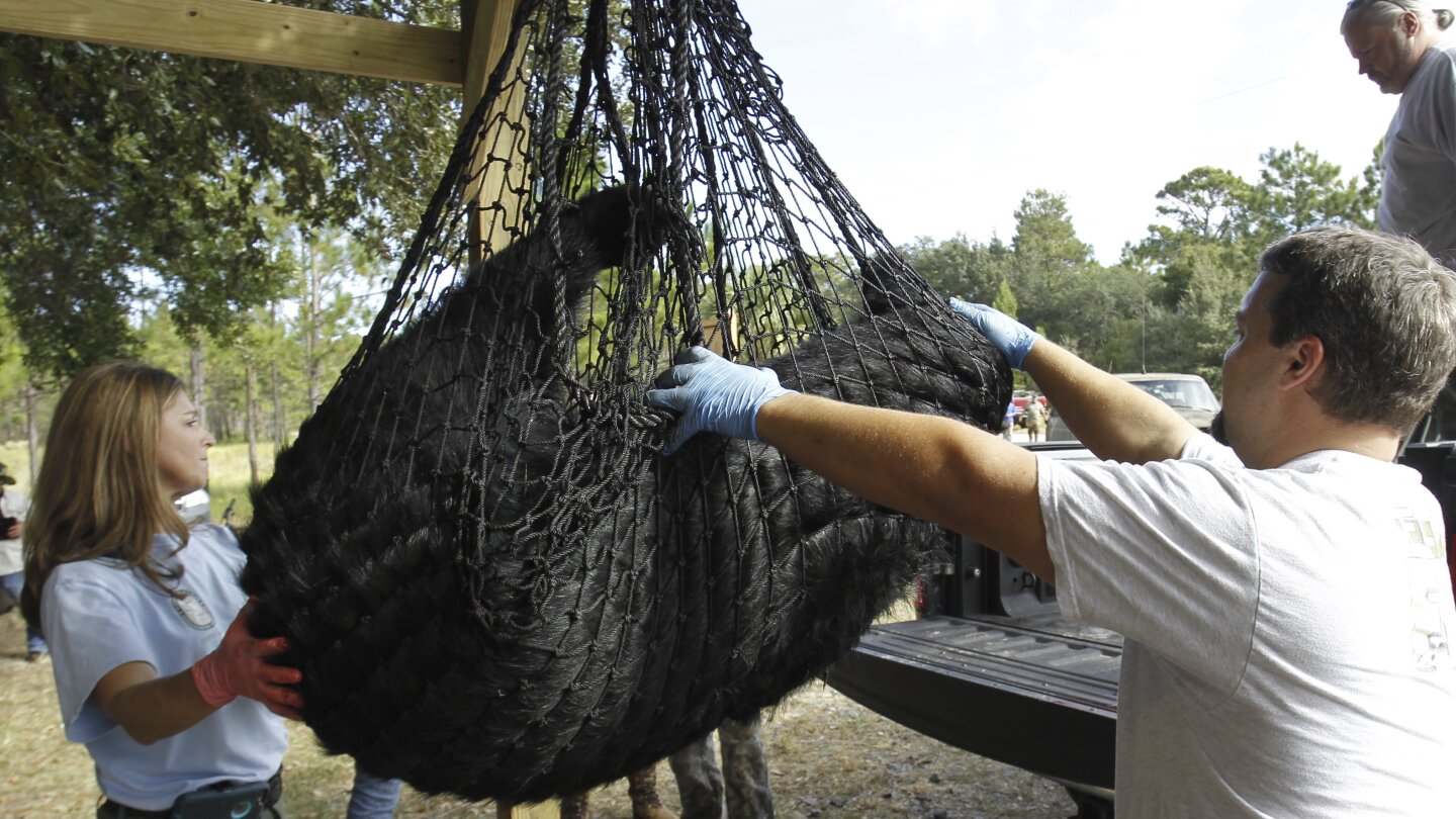 Conservationists file lawsuit to stop Florida black bear hunt