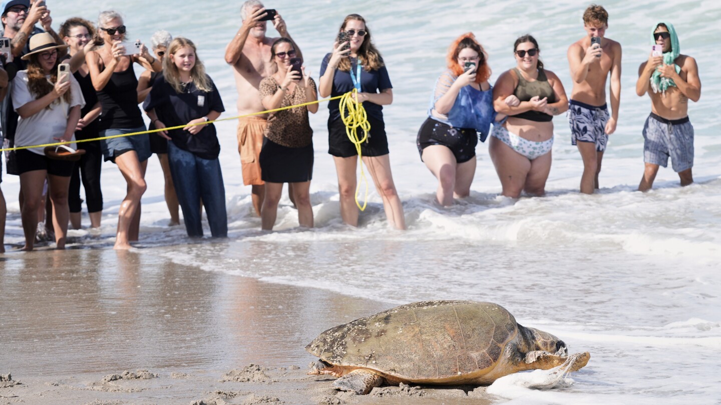 June Cleaver the loggerhead turtle returns to the ocean on Florida's Space Coast