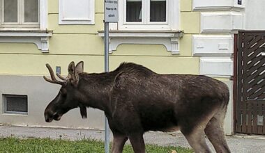 An errant moose dubbed Emil fascinates residents in northern Austria