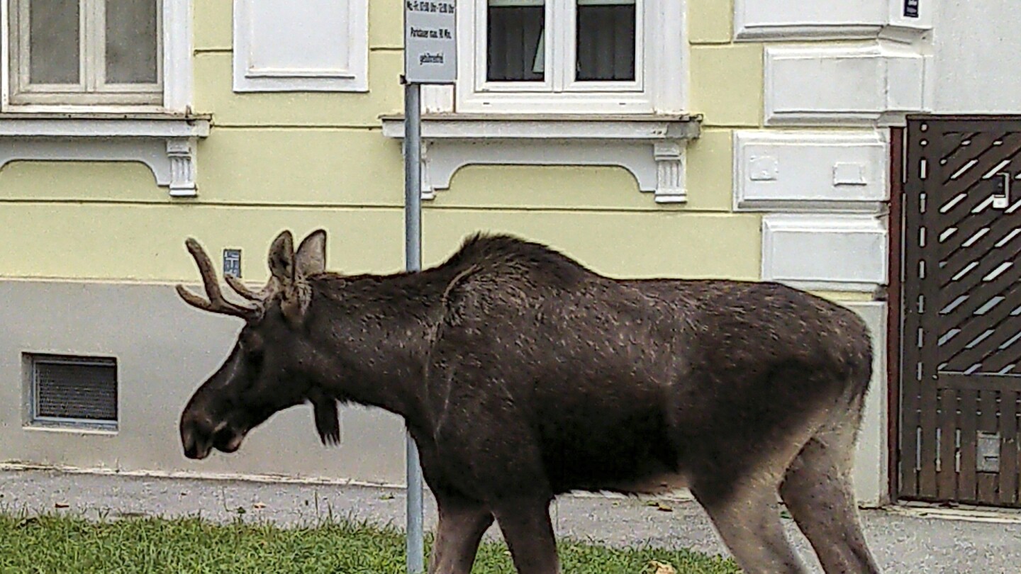 An errant moose dubbed Emil fascinates residents in northern Austria