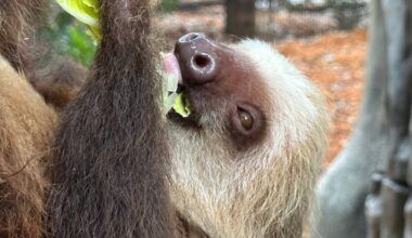 Tamarins and sloths share new habitat at Palm Beach Zoo