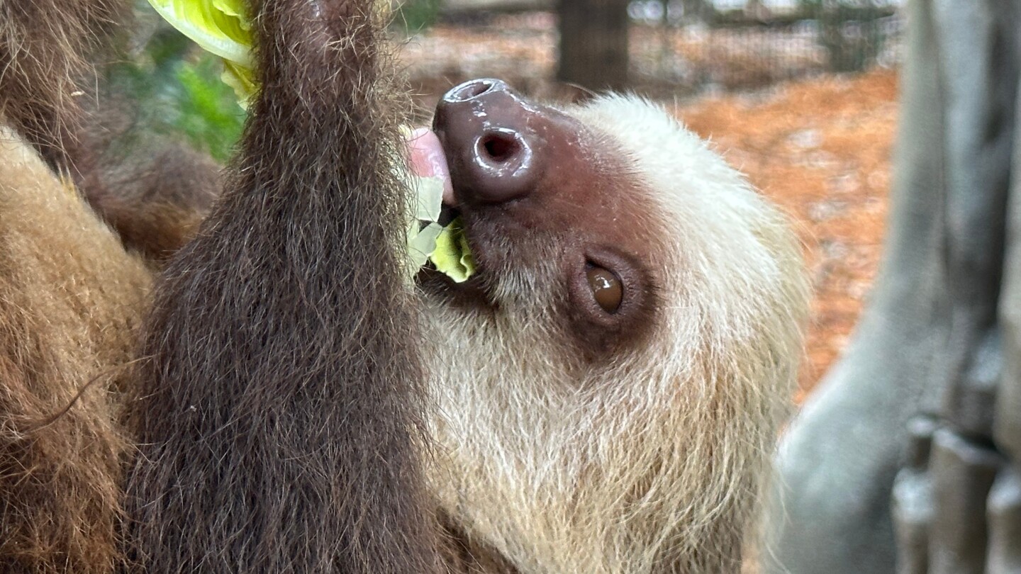 Tamarins and sloths share new habitat at Palm Beach Zoo