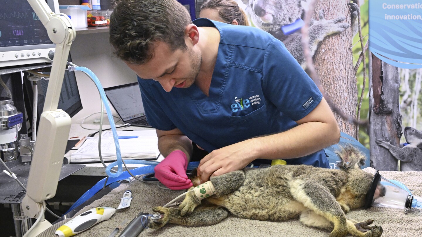 World-first vaccine approved to protect koalas from chlamydia