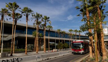 Are palm trees a tired cliché or monuments to L.A.’s culture?