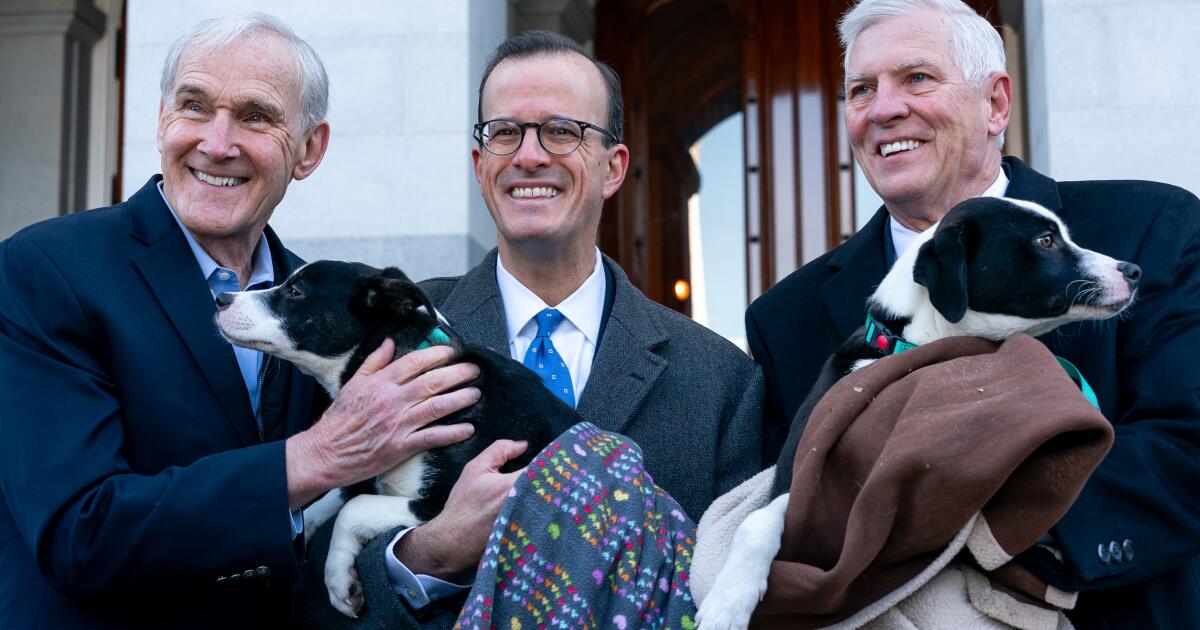 California lawmakers pass ban on popular puppy sale websites
