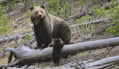 Bear, possibly a grizzly, attacks hiker in Yellowstone National Park