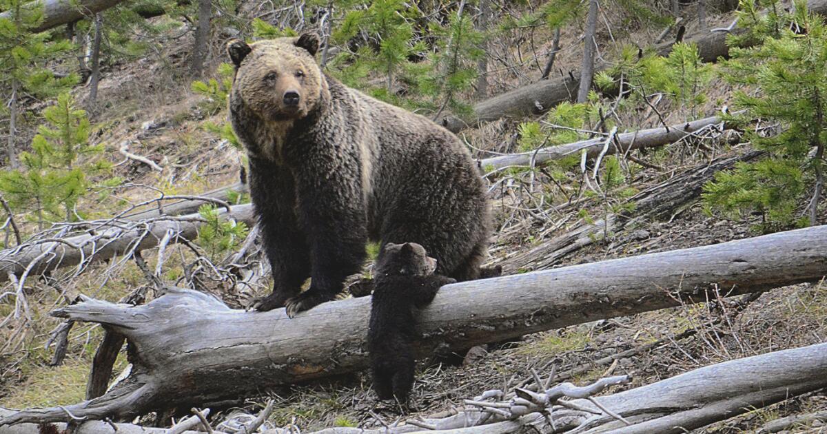 Bear, possibly a grizzly, attacks hiker in Yellowstone National Park