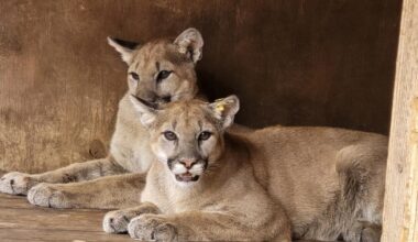 Mountain lions found malnourished as cubs released back into the wild