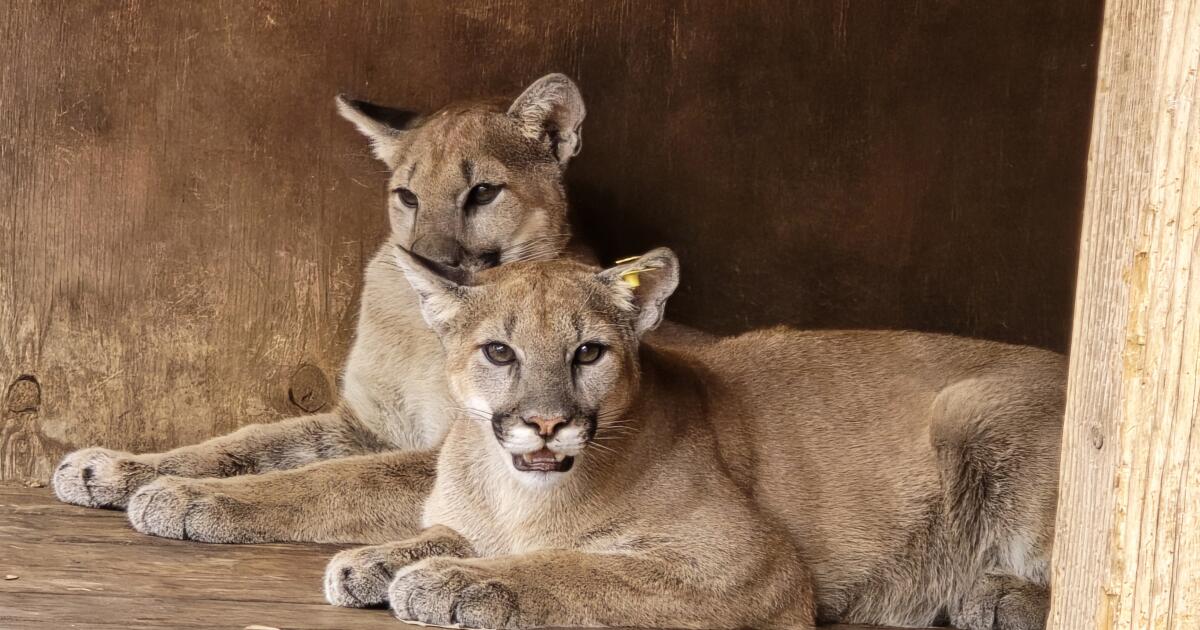 Mountain lions found malnourished as cubs released back into the wild