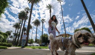 The iconic Beverly Hills palm tree streets have a tourist problem