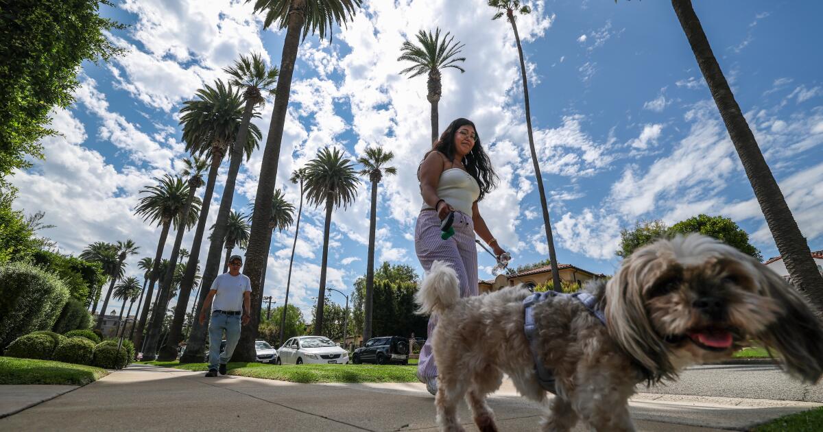 The iconic Beverly Hills palm tree streets have a tourist problem