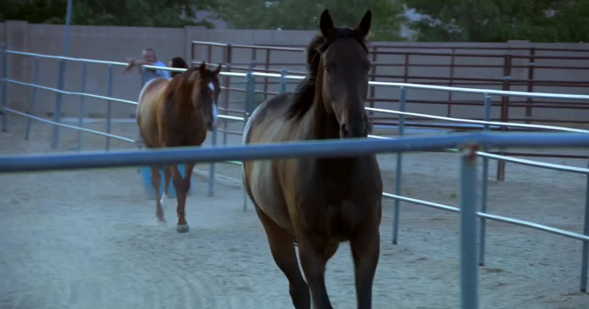 Former racehorses find second chance at Arizona rescue