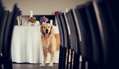 Should nonservice dogs be permitted at Chicago restaurants? Here’s what you told us.