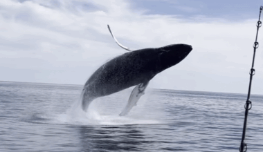 Whales breach next to boat off New Hampshire coast