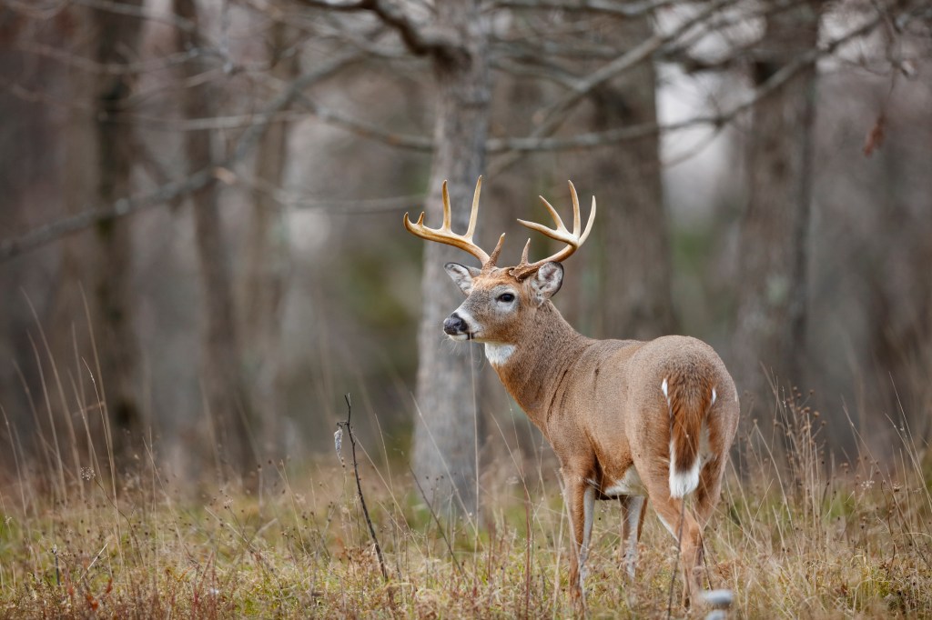 A white-tailed deer buck in a forest.