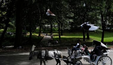 NYC mayor throws support behind bill to ban Central Park horse carriages